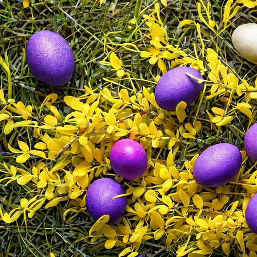 Easter eggs on the forsythia bush