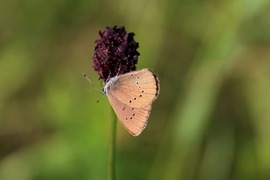 Schmetterlingswanderung