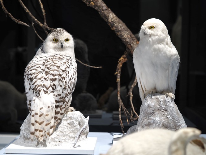 Die Schneeeule (Bubo scandiacus) jagt auch während der Polarnacht (Sam