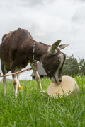 Langenbacher Ziegenkäse Bild 2