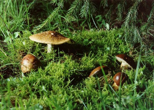 erzgebirge-pilze