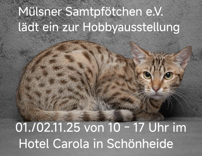 Katzenausstellung Hotel Carola 25