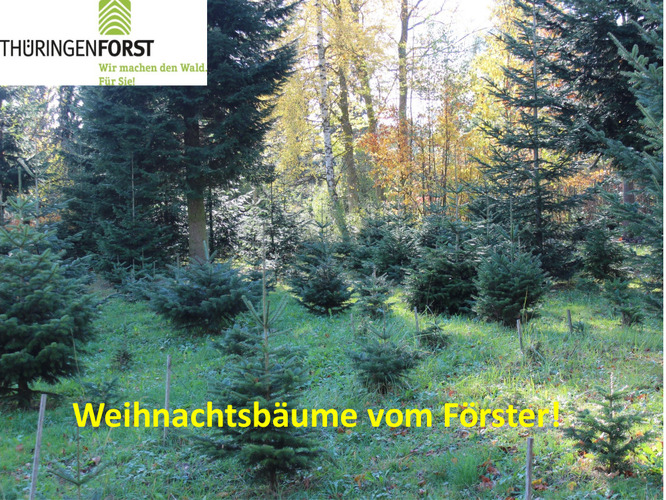 Weihnachtsbaumverkauf vom Thür. Forstamt Weida in