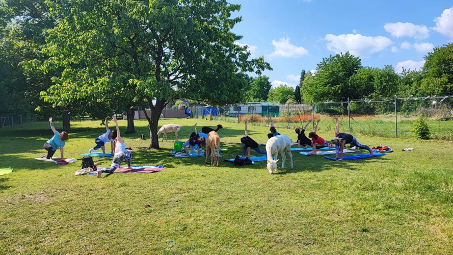 Alpaka Yoga in Remptendorf 26