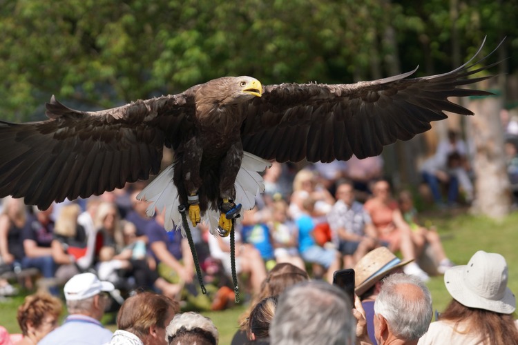 Seeadler vor Publikum