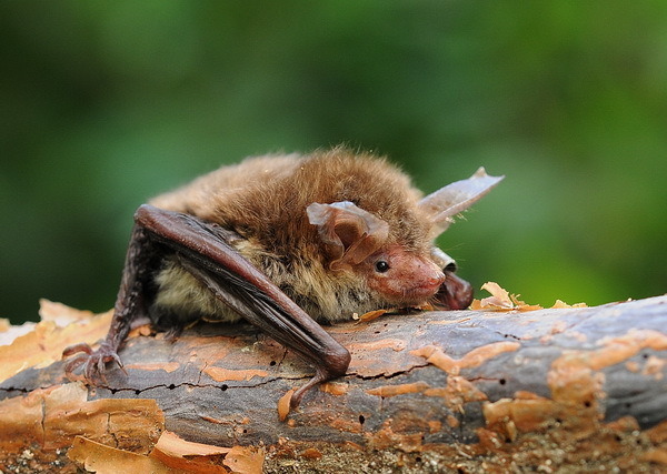 Bechsteinfledermaus