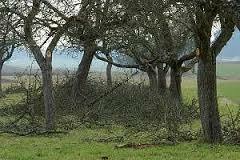 Obstbaumschnitt