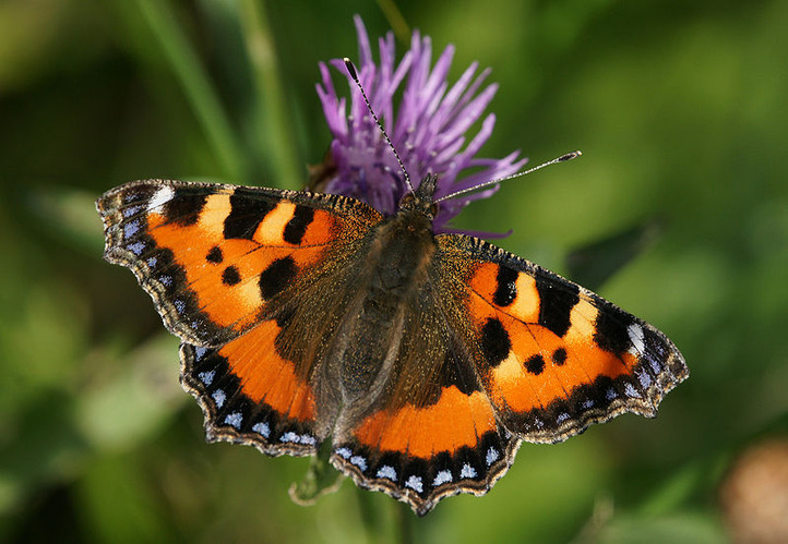 Schmetterling-Kleiner-Fuchs