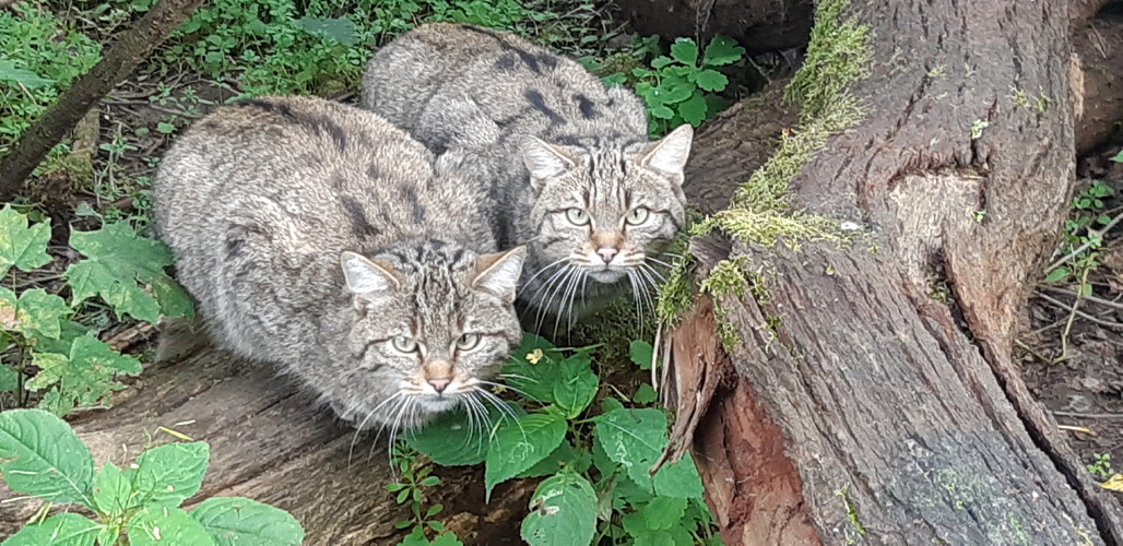 Wildkatzen