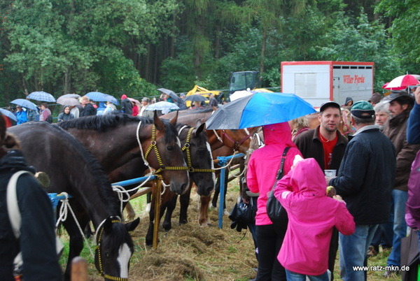 Pferdemarkt in Aktion