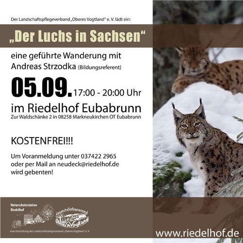 Der Luchs in Sachsen