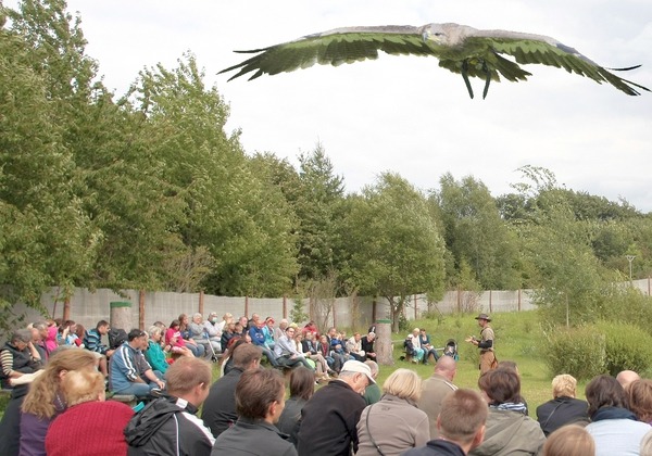Flugvorführung