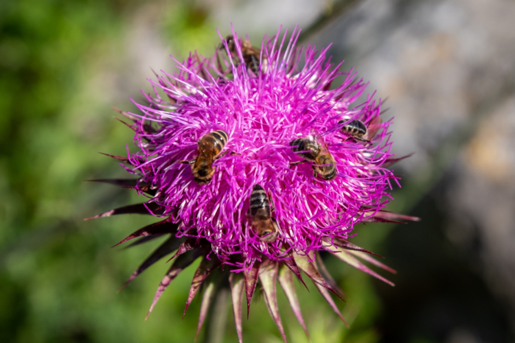 Bienengesundheit & Honig