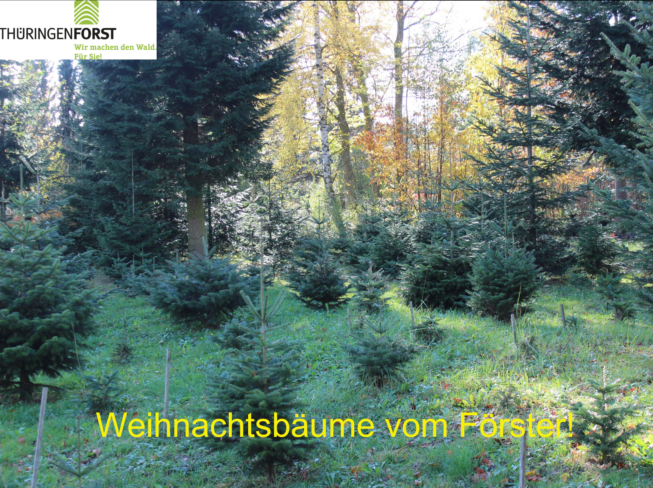 Baeume_vom_Foerster
