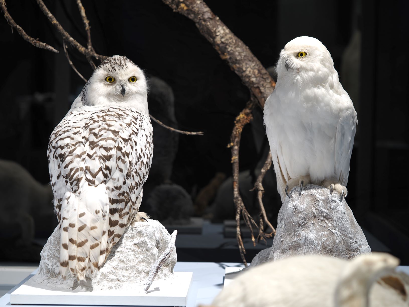 Die Schneeeule (Bubo scandiacus) jagt auch während der Polarnacht (Sam