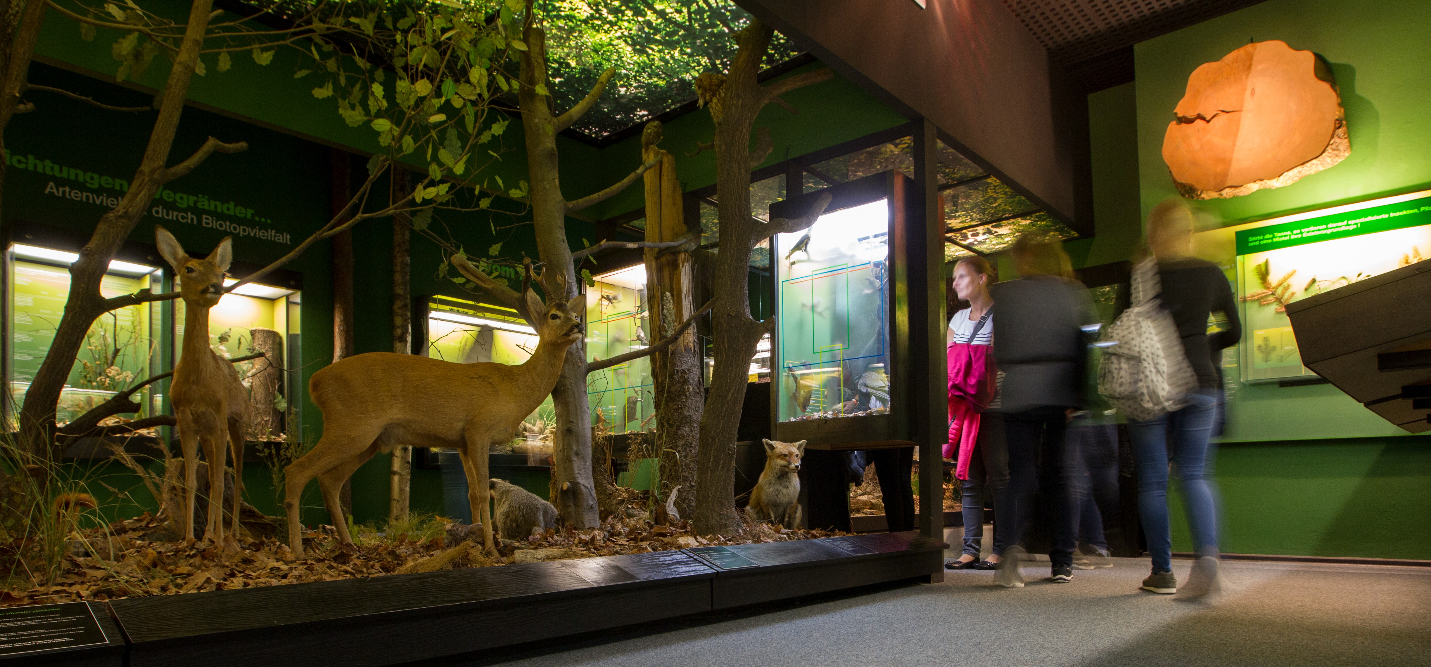 Blick in das Ausstellungsensemble "Lebensraum Wald" mit typischen und 